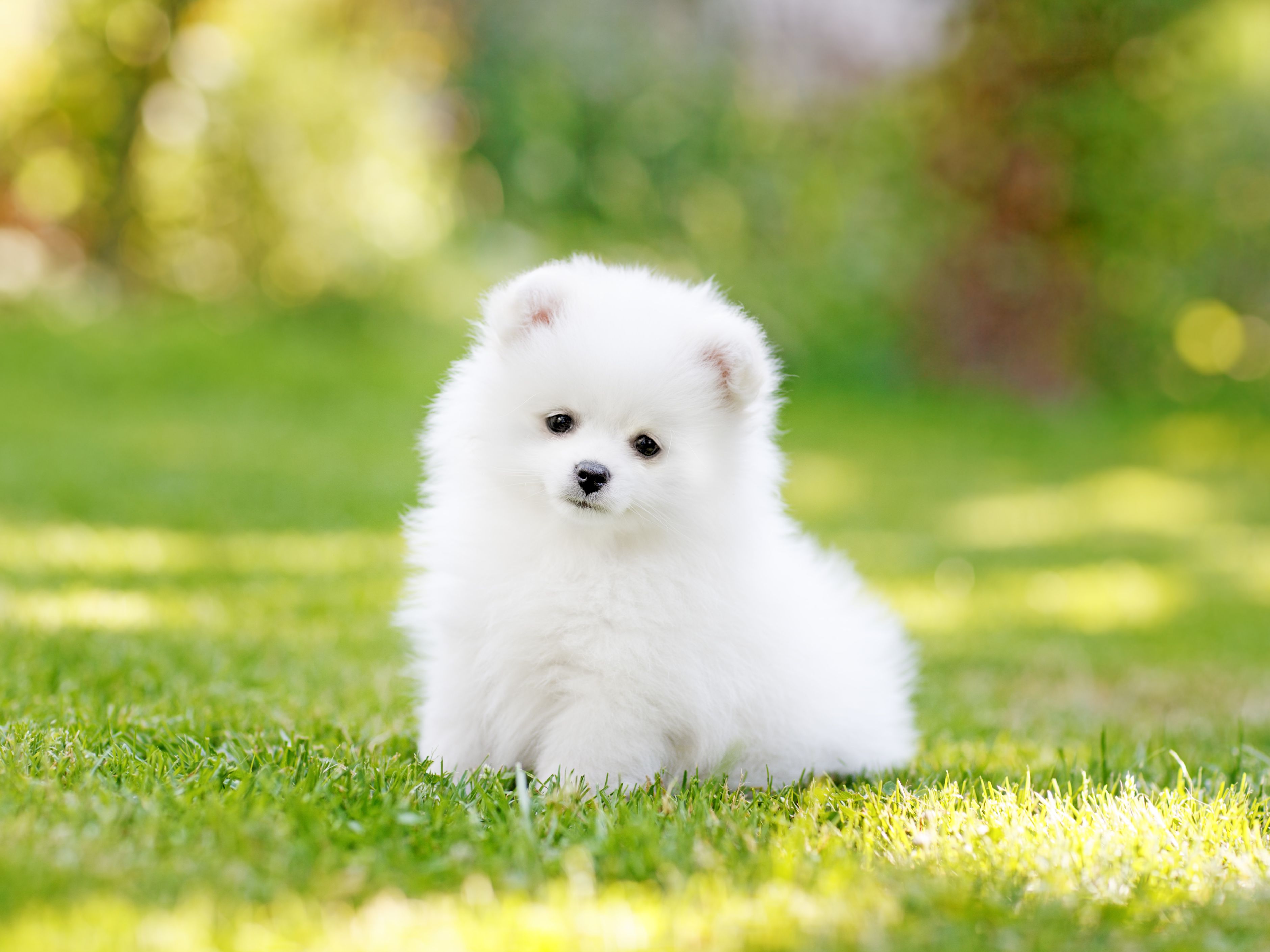 puppy dog