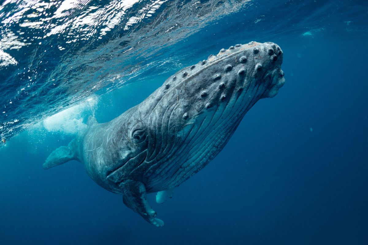humpback whale